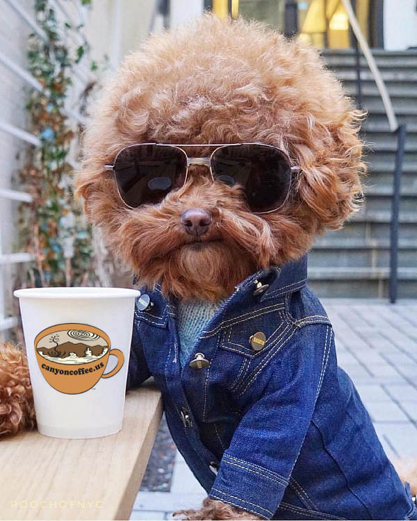 image of dog with sunglasses and coffee
